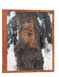 Medicine Tree by Lucas Olivet