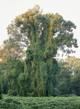 Kudzu by Sabine Bungert & Stefan Dolfen