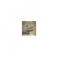 Grouper - Shade